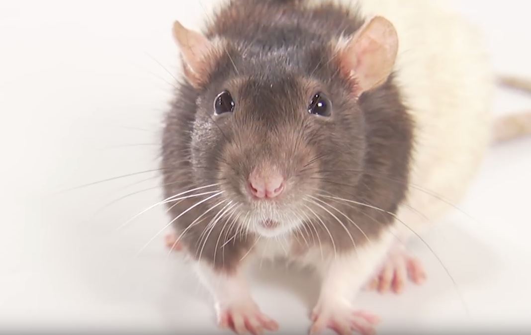 House mouse, Behavior, Habitat & Diet