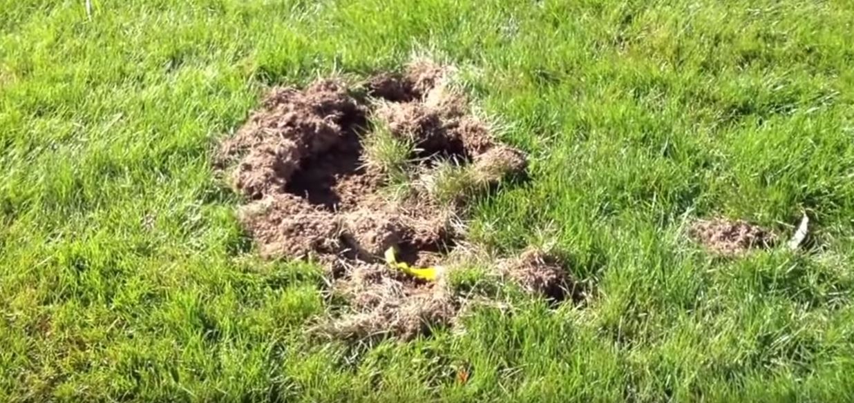 Signs of moles in Yard