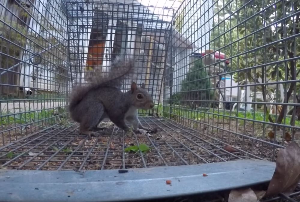 Squirrel Trapping - How To Catch Squirrels with Traps