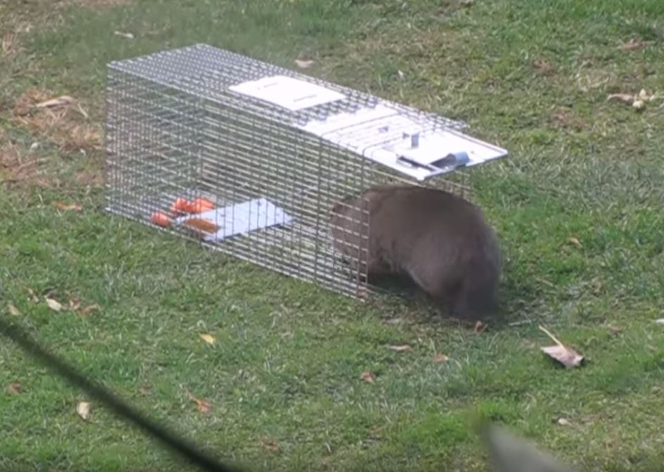 Groundhog Trapping How To Catch, How To Trap A Groundhog