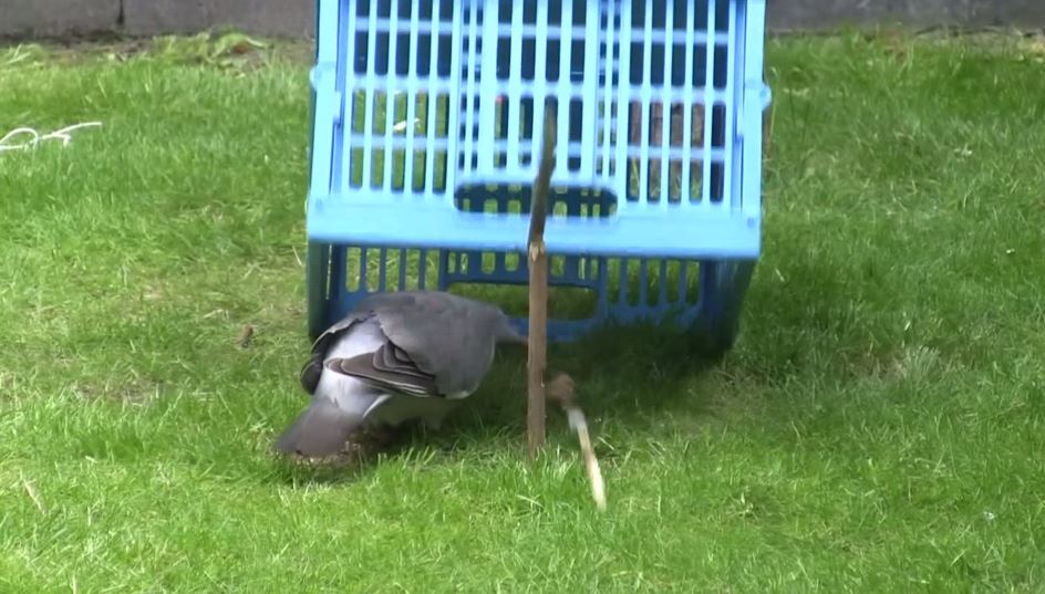 Pigeon Trap